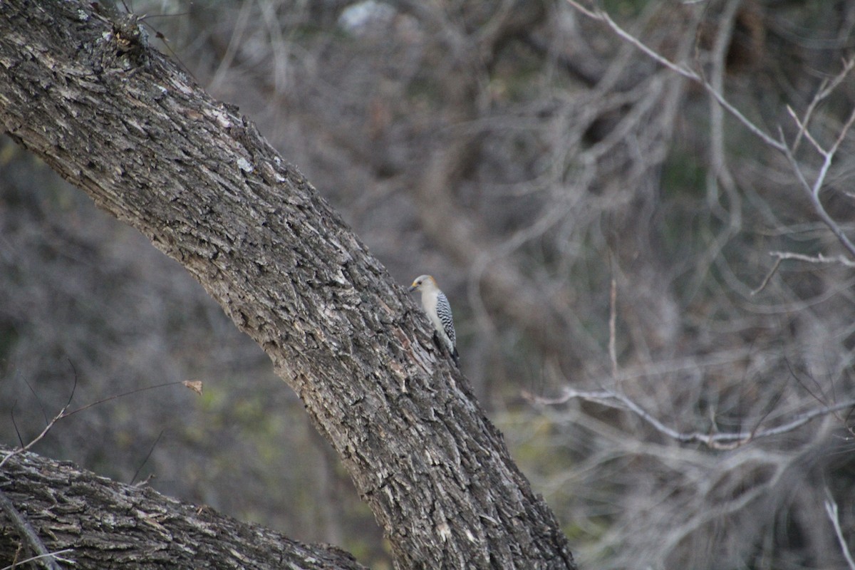 Golden-fronted Woodpecker - ML626815266