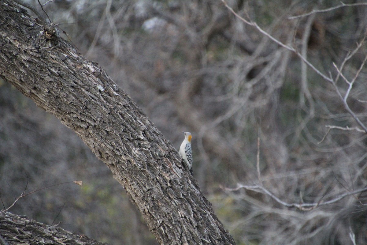 Golden-fronted Woodpecker - ML626815267