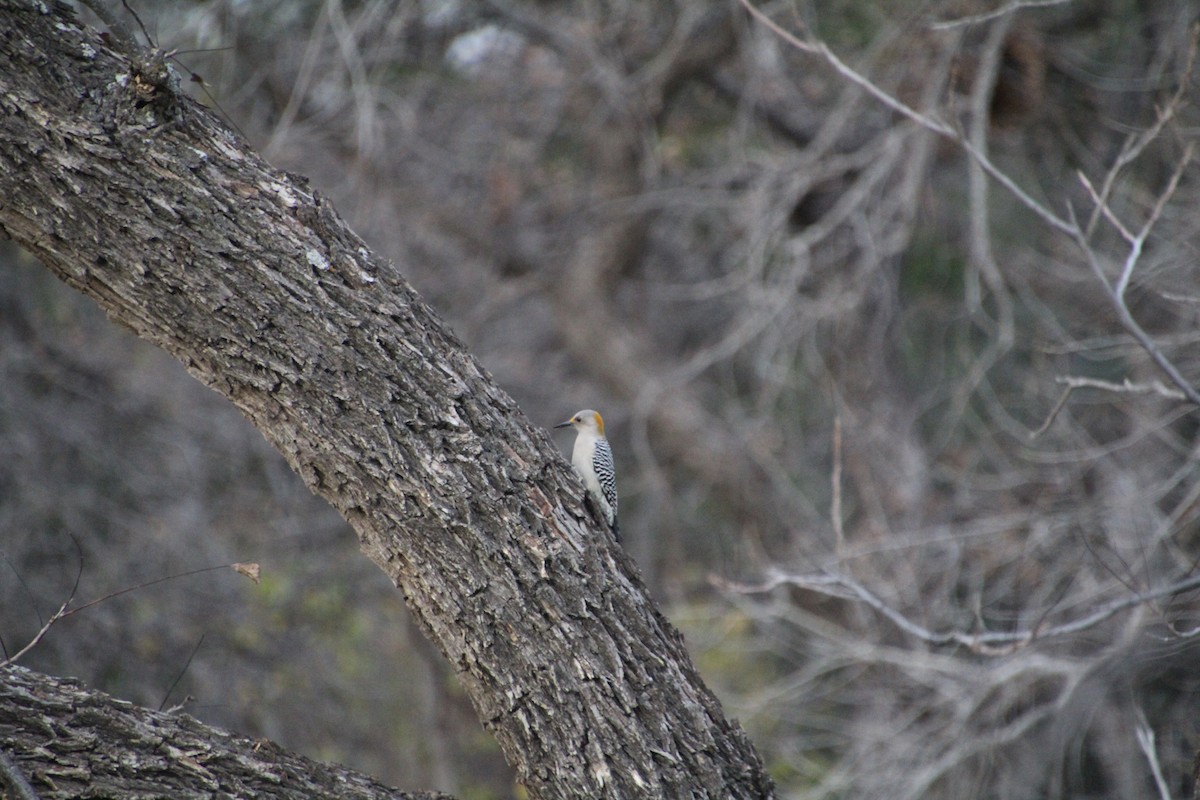 Golden-fronted Woodpecker - ML626815268