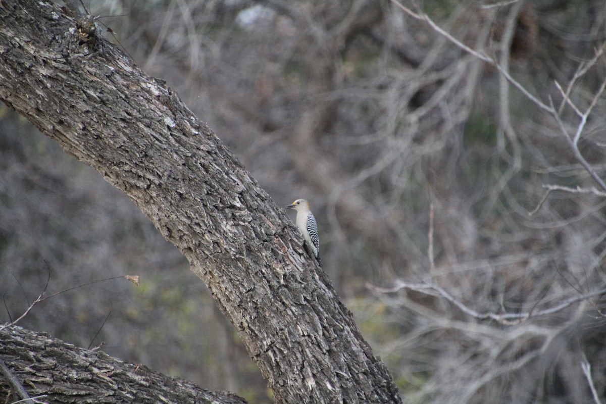 Golden-fronted Woodpecker - ML626815269