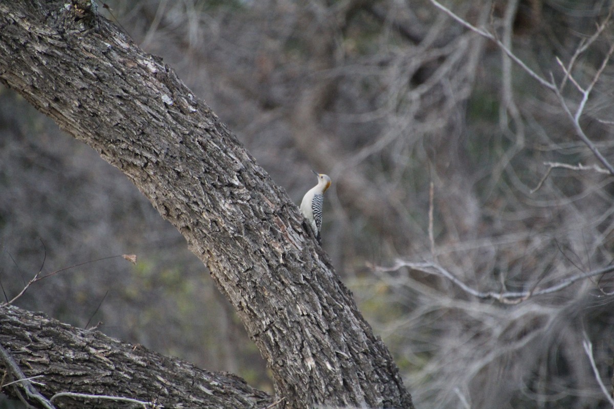 Golden-fronted Woodpecker - ML626815271