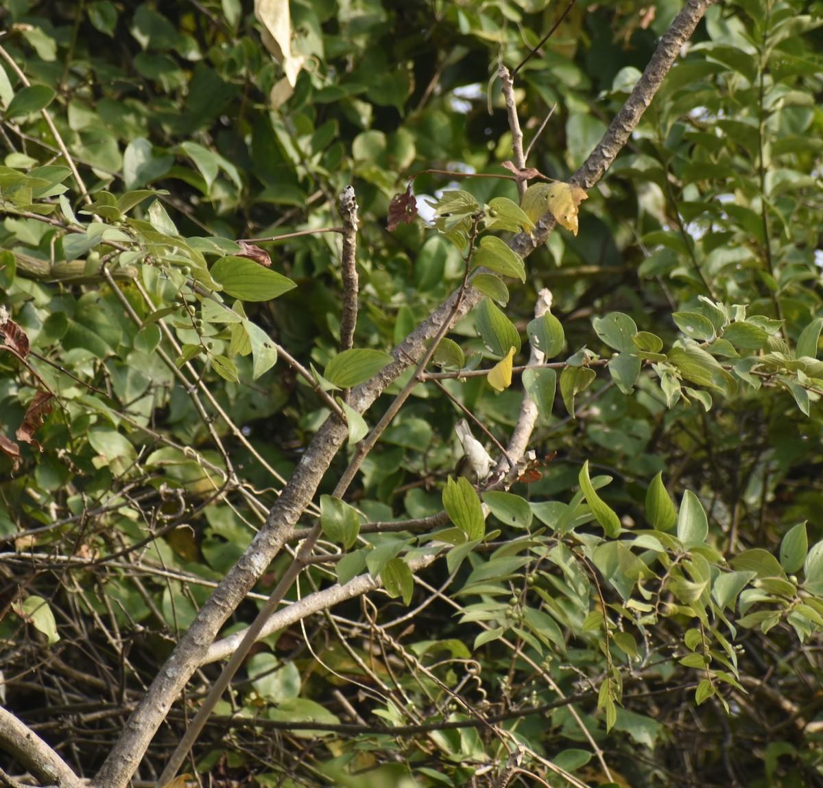 Lesser Whitethroat - ML626815272