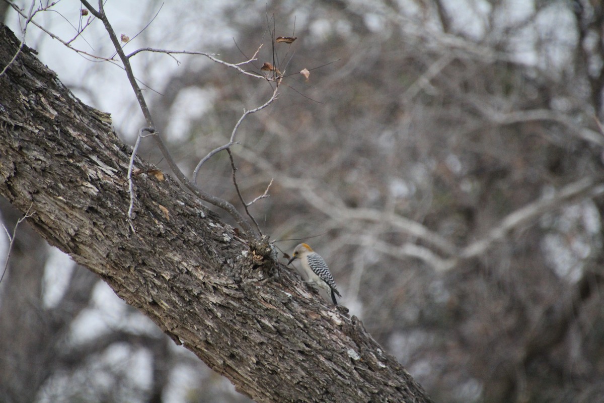 Golden-fronted Woodpecker - ML626815274