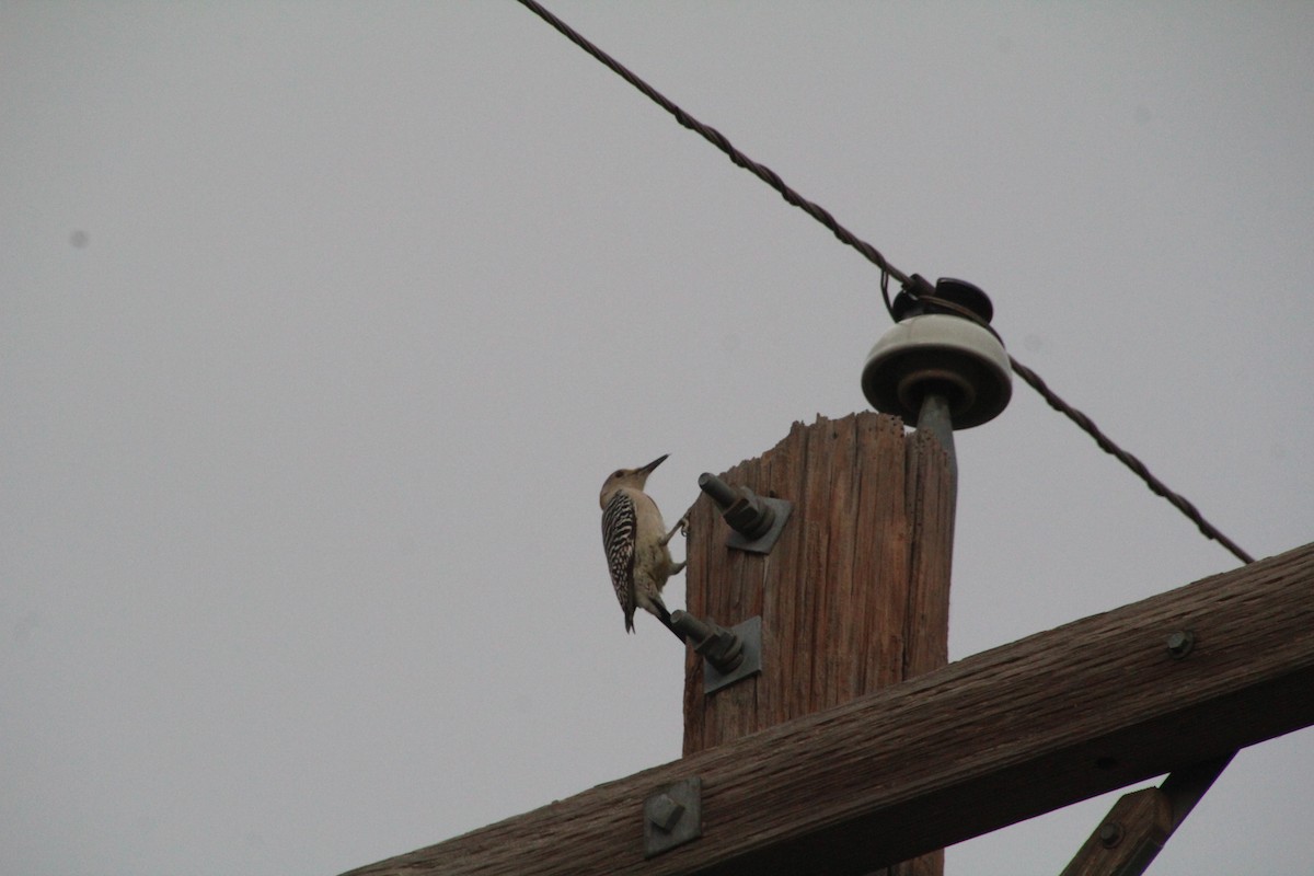 Golden-fronted Woodpecker - ML626815277