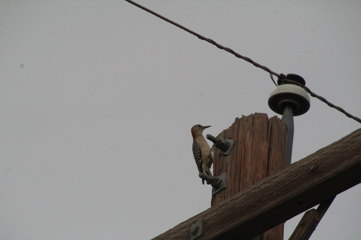 Golden-fronted Woodpecker - ML626815278