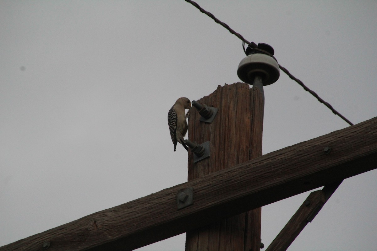 Golden-fronted Woodpecker - ML626815279