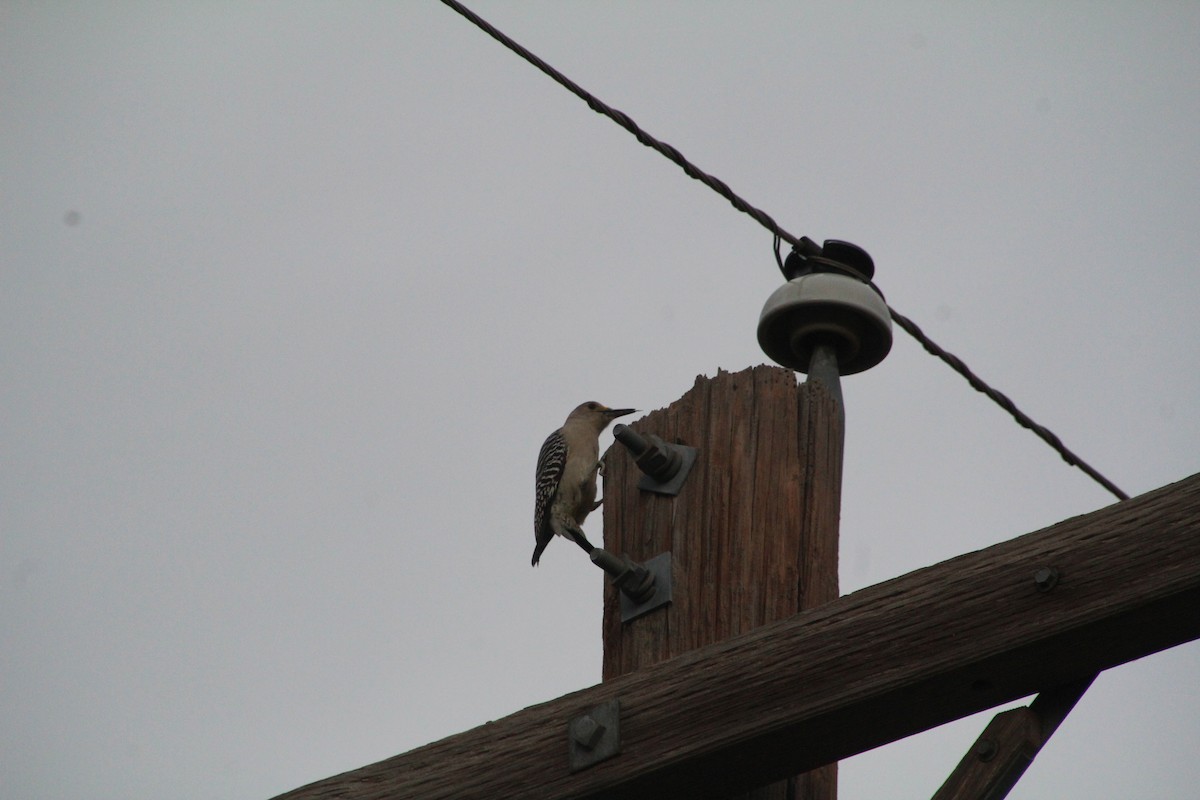 Golden-fronted Woodpecker - ML626815280