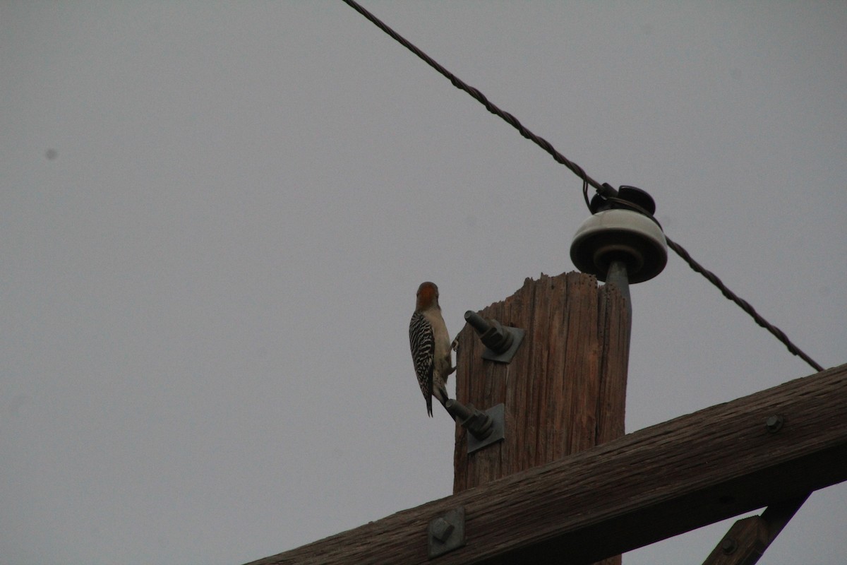 Golden-fronted Woodpecker - ML626815282