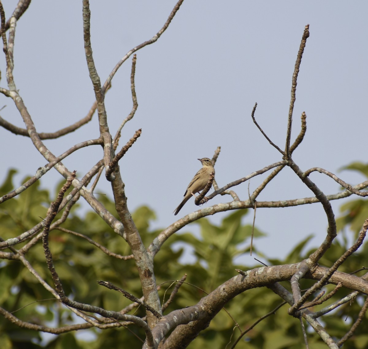 Paddyfield Pipit - ML626815291