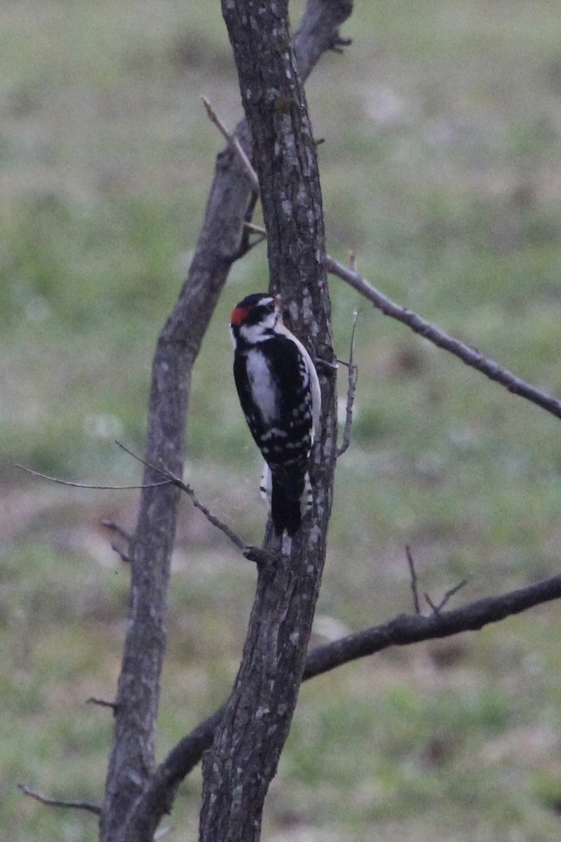 Downy Woodpecker - ML626815406