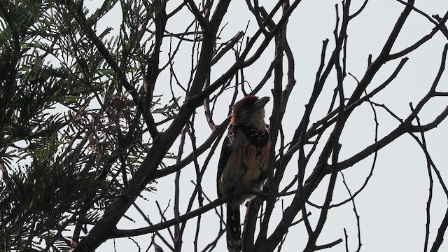 Crested Barbet - ML626815412