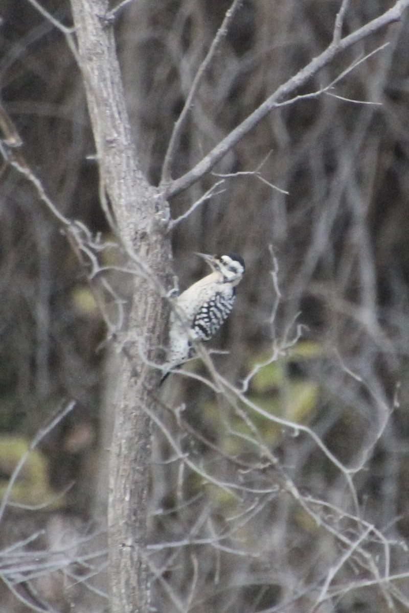 Ladder-backed Woodpecker - ML626815438