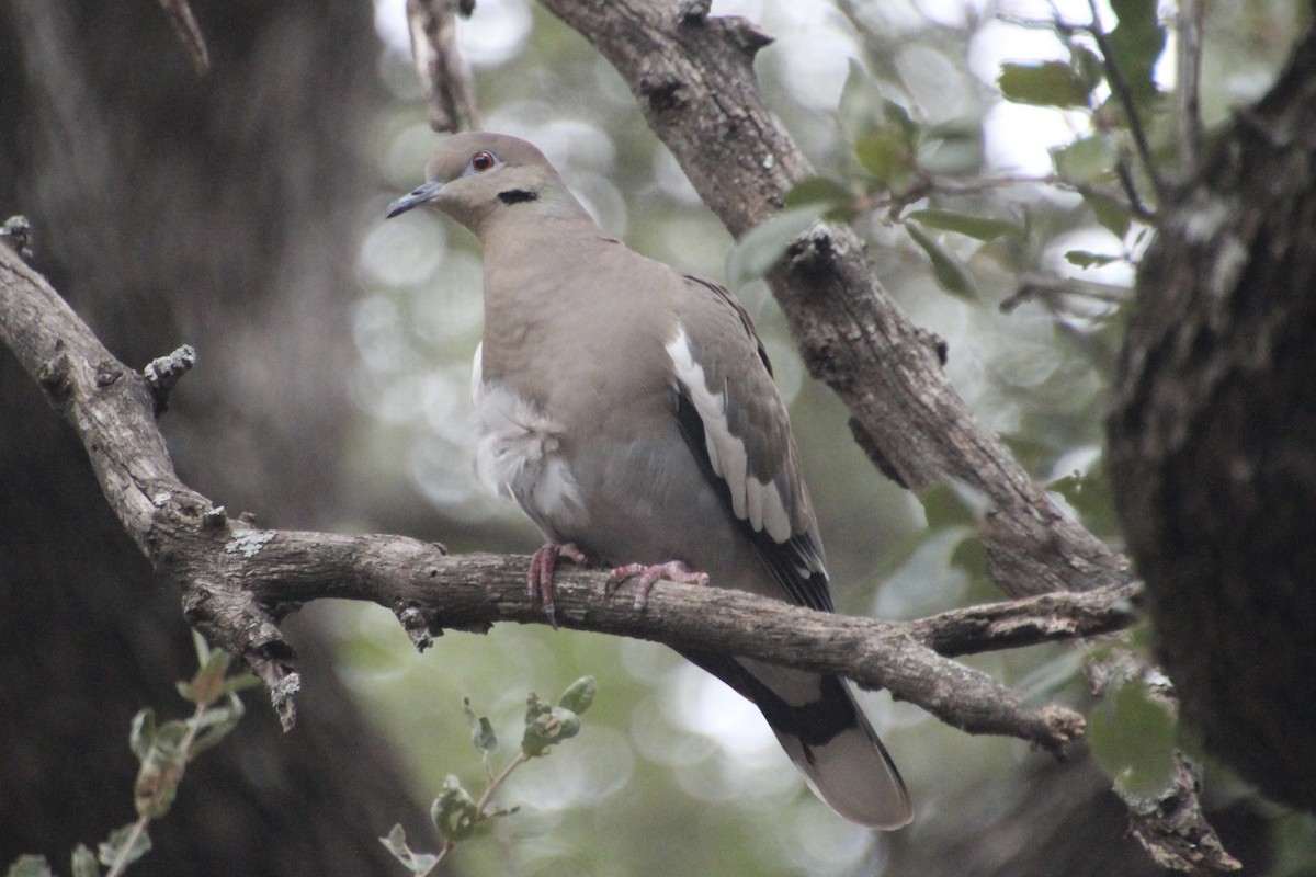 White-winged Dove - ML626815447