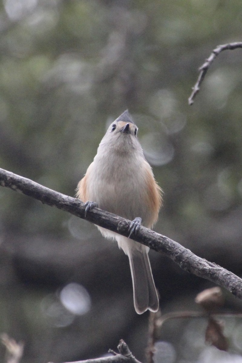 Black-crested Titmouse - ML626815451