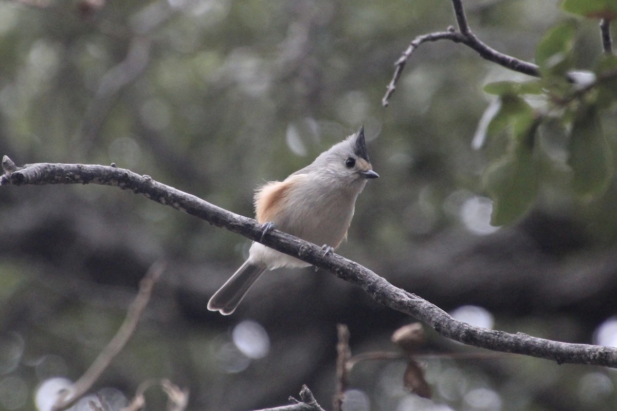 Black-crested Titmouse - ML626815452