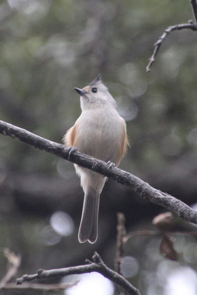 Black-crested Titmouse - ML626815453