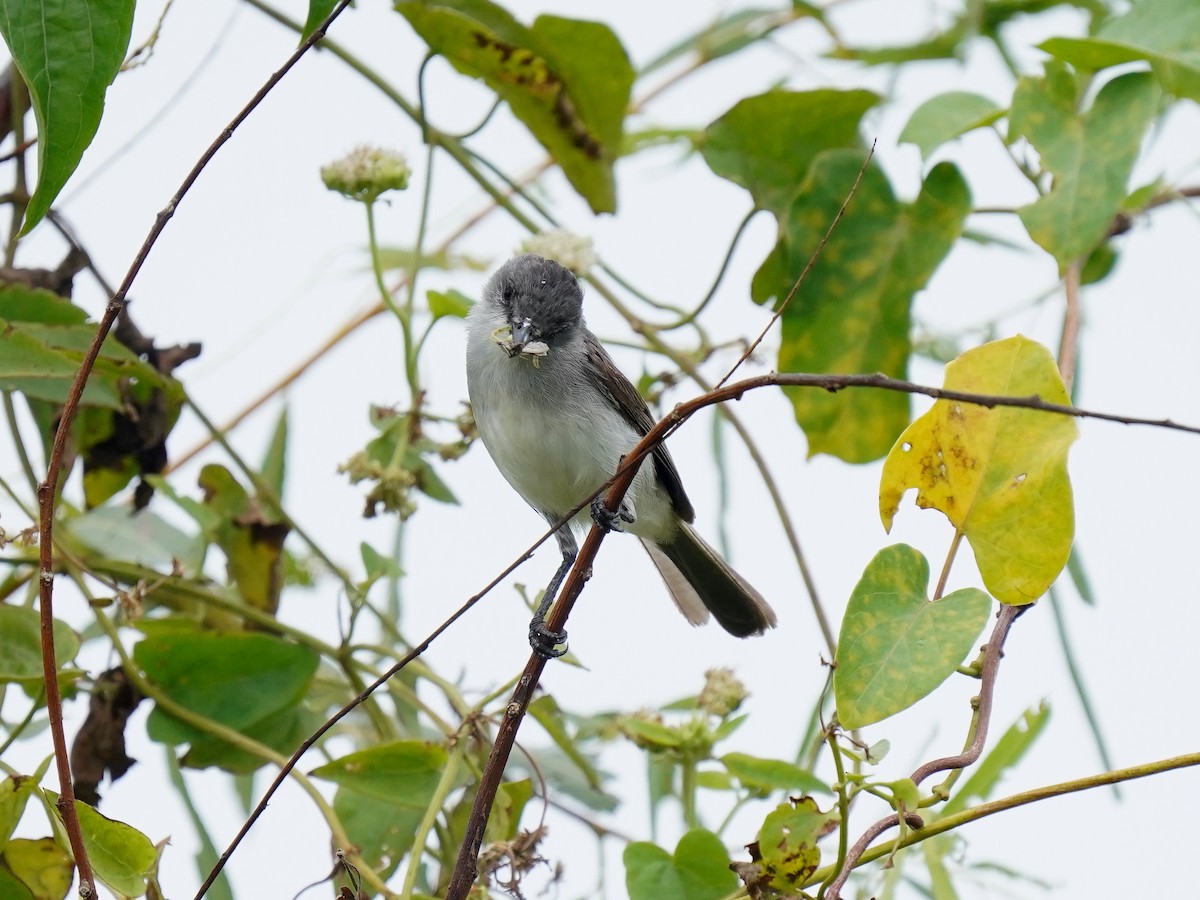 River Tyrannulet - ML626815539