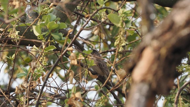 Streaky-headed Seedeater - ML626815543