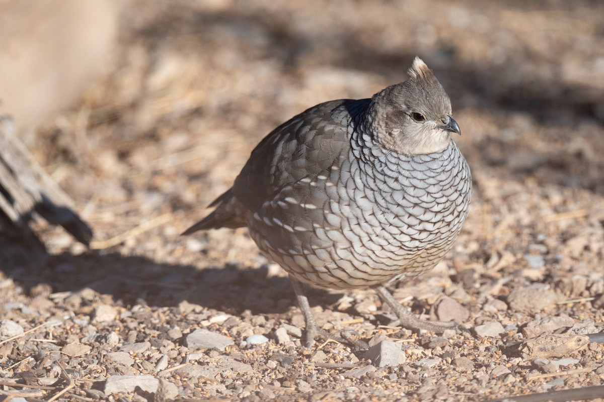 Scaled Quail - ML626815793