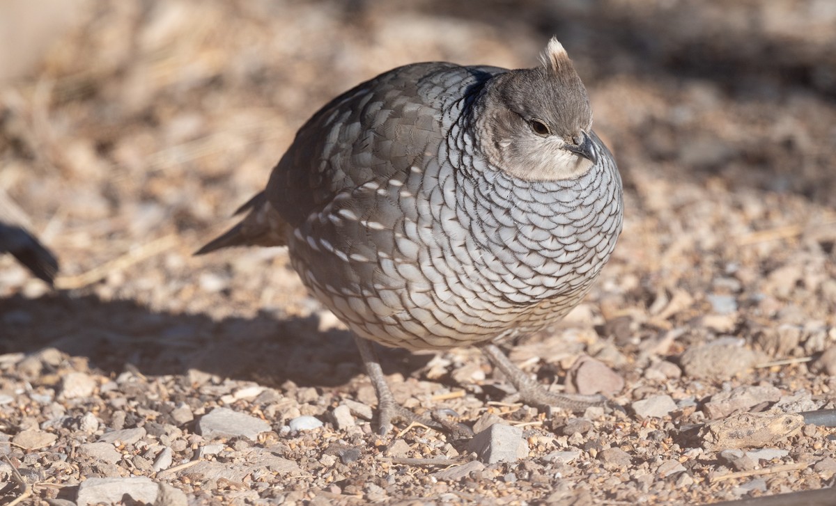 Scaled Quail - ML626815794