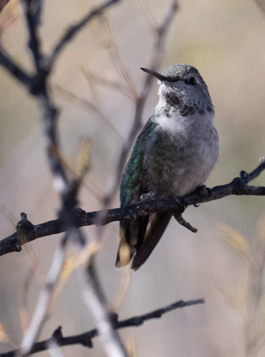 Anna's Hummingbird - ML626815799