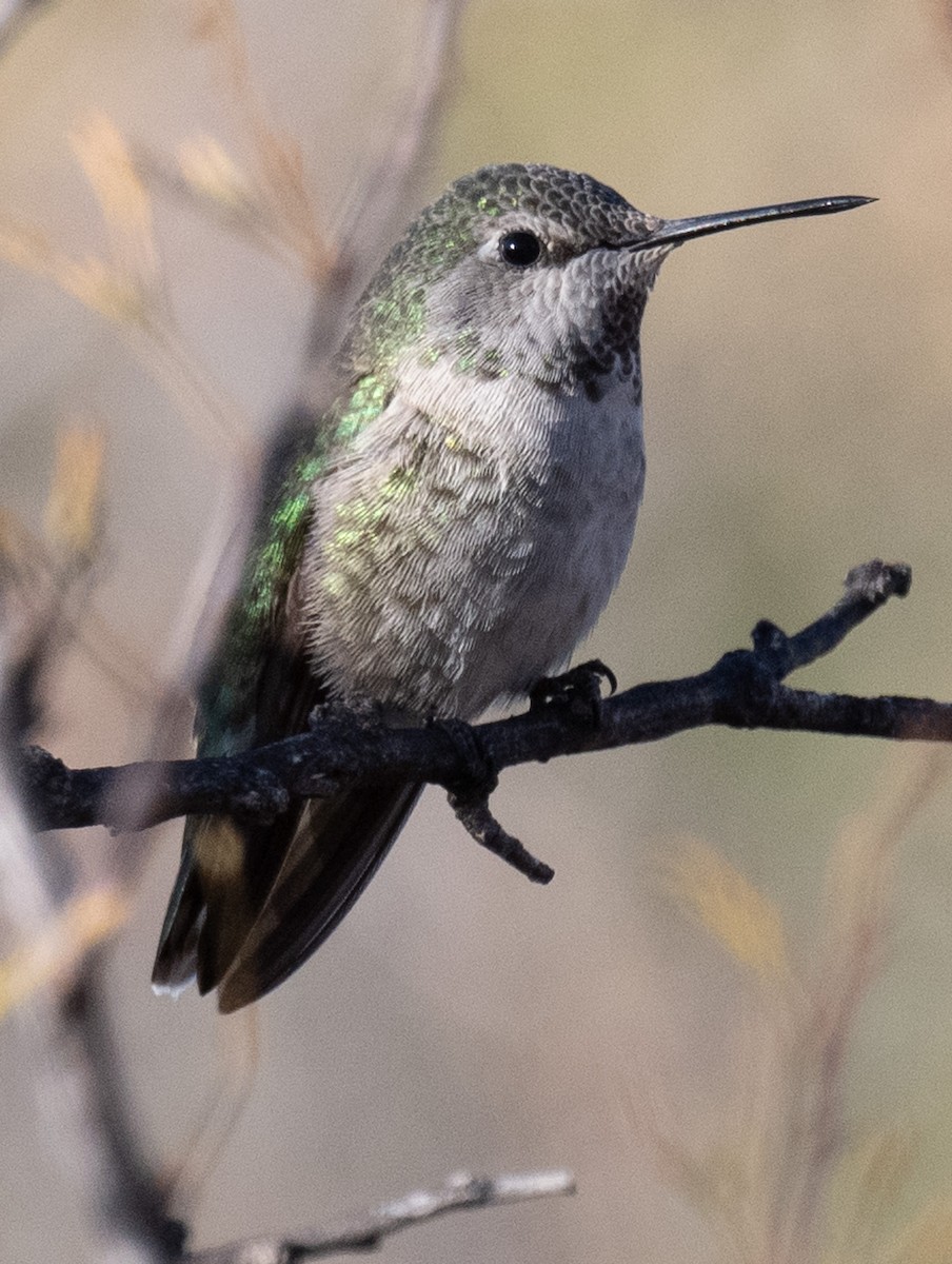 Anna's Hummingbird - ML626815800