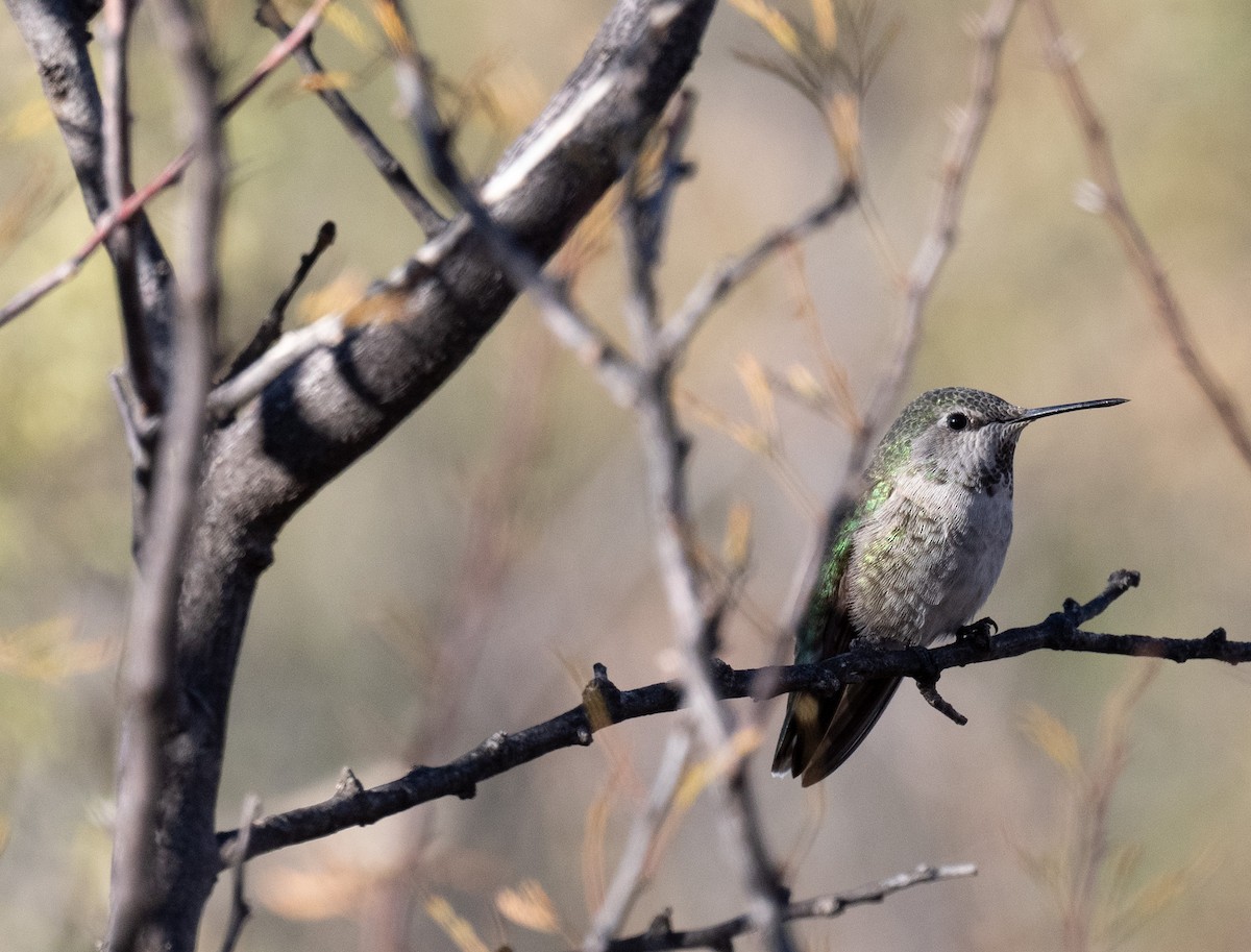 Anna's Hummingbird - ML626815801