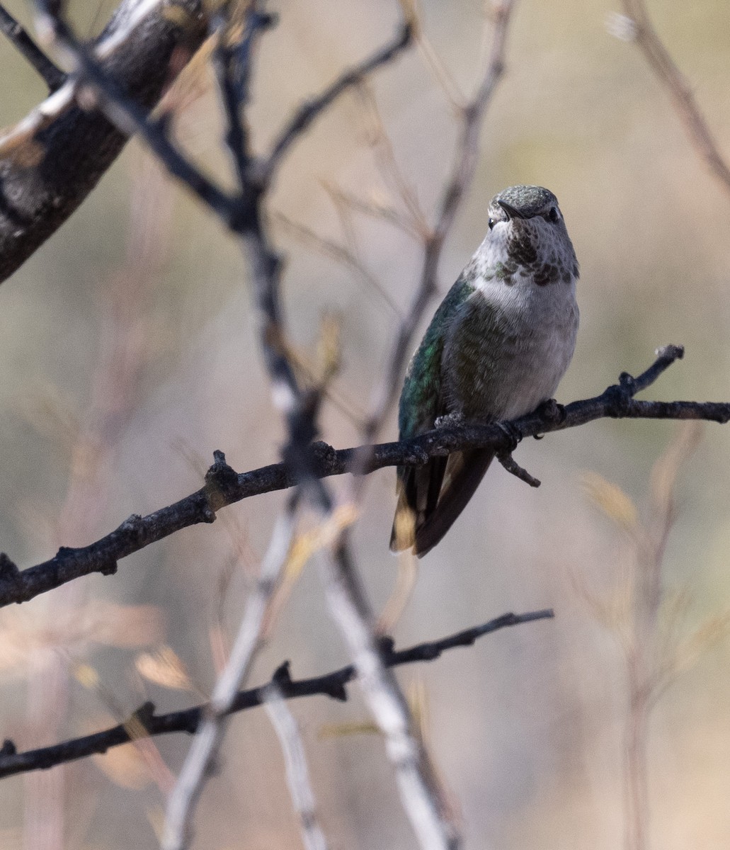 Anna's Hummingbird - ML626815802