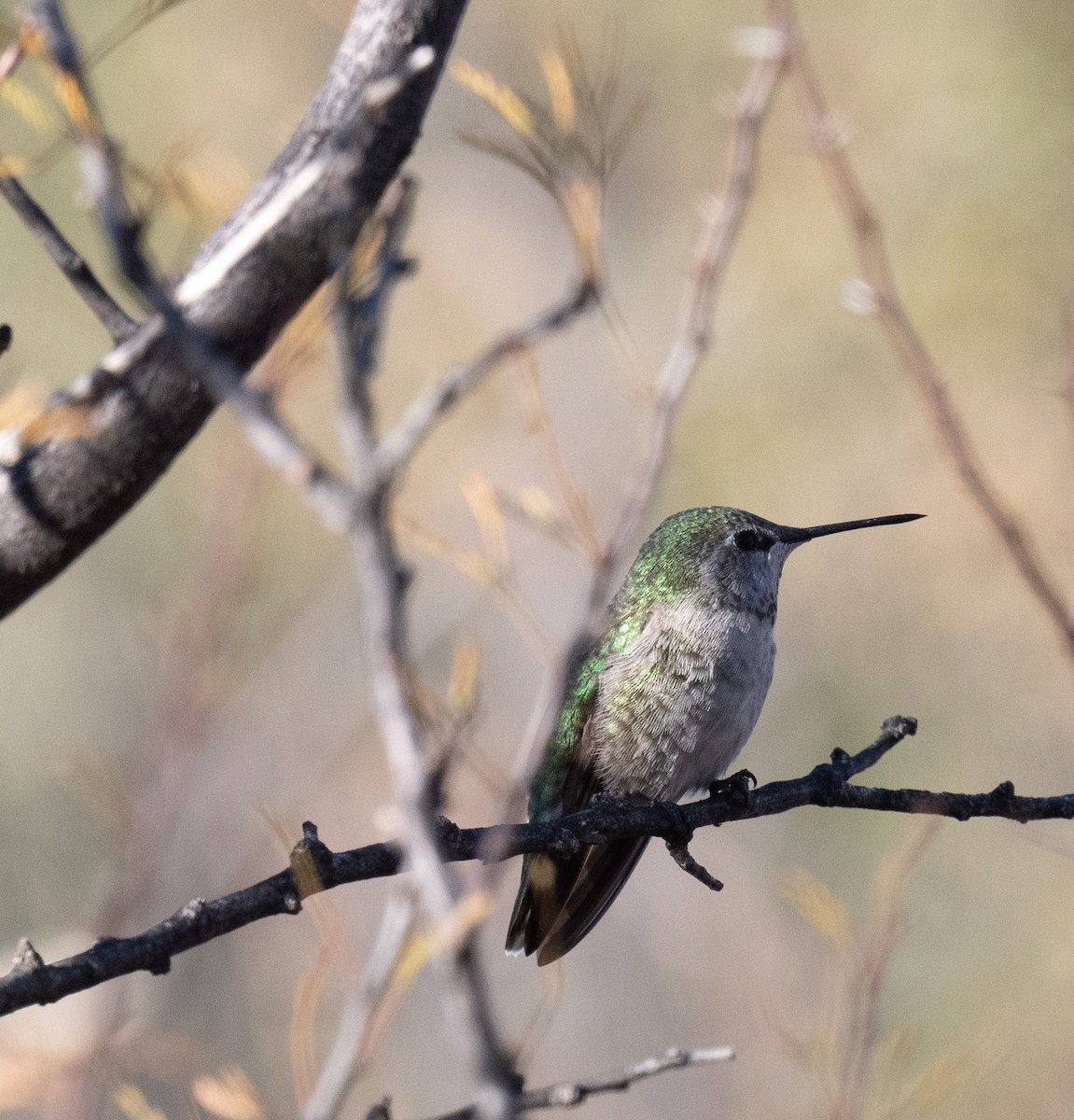 Anna's Hummingbird - ML626815803