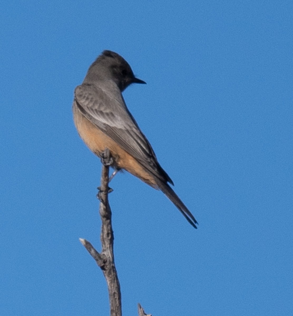 Say's Phoebe - ML626815805