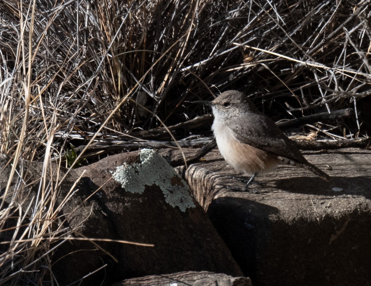 Rock Wren - ML626815814