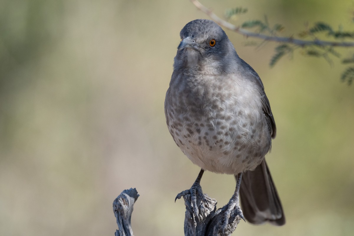 Curve-billed Thrasher - ML626815827