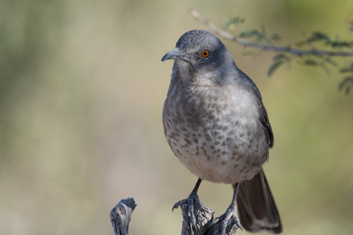 Curve-billed Thrasher - ML626815828