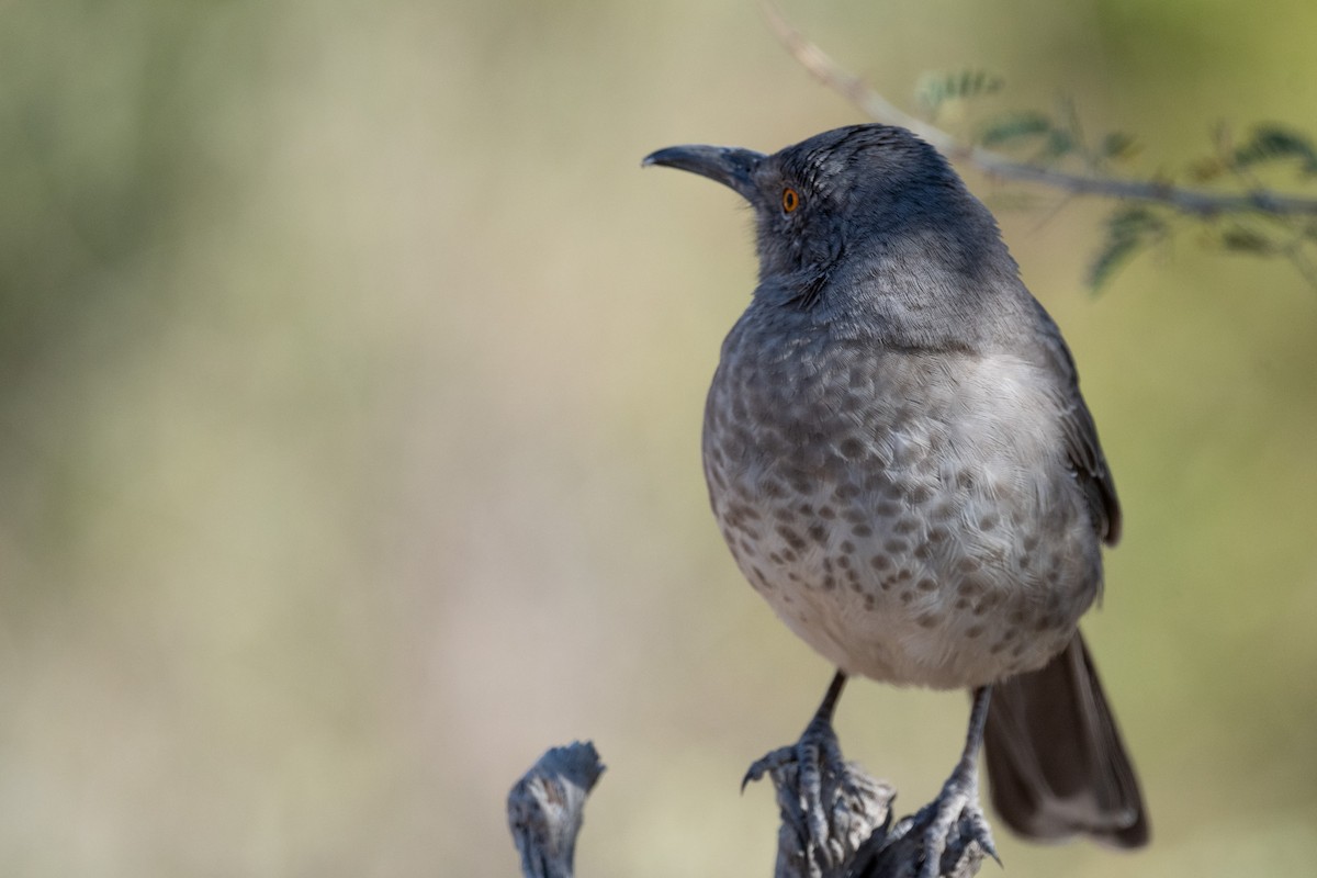 Curve-billed Thrasher - ML626815829