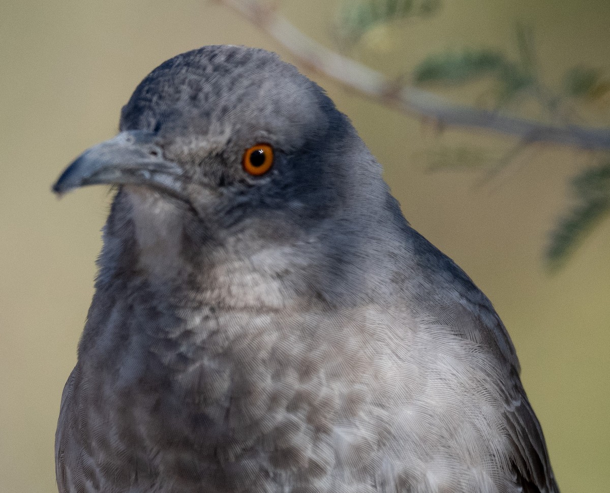 Curve-billed Thrasher - ML626815830