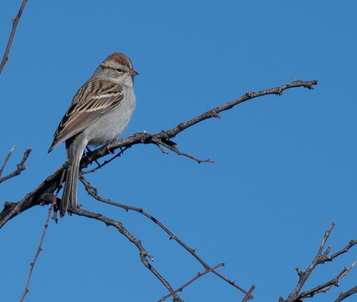 Chipping Sparrow - ML626815837