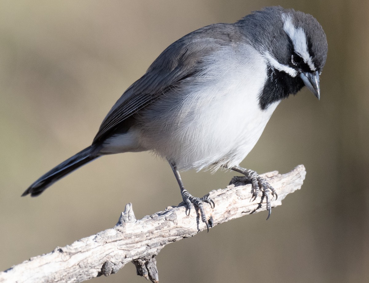 Black-throated Sparrow - ML626815863