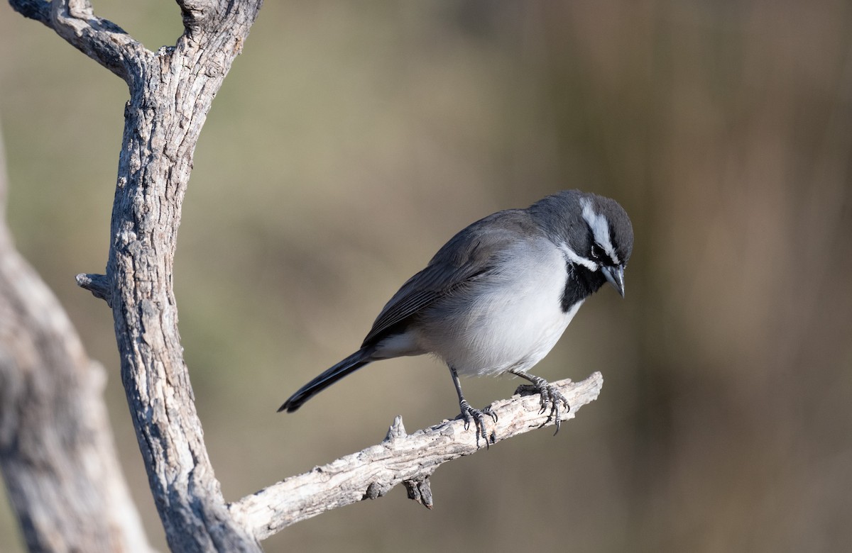 Black-throated Sparrow - ML626815864