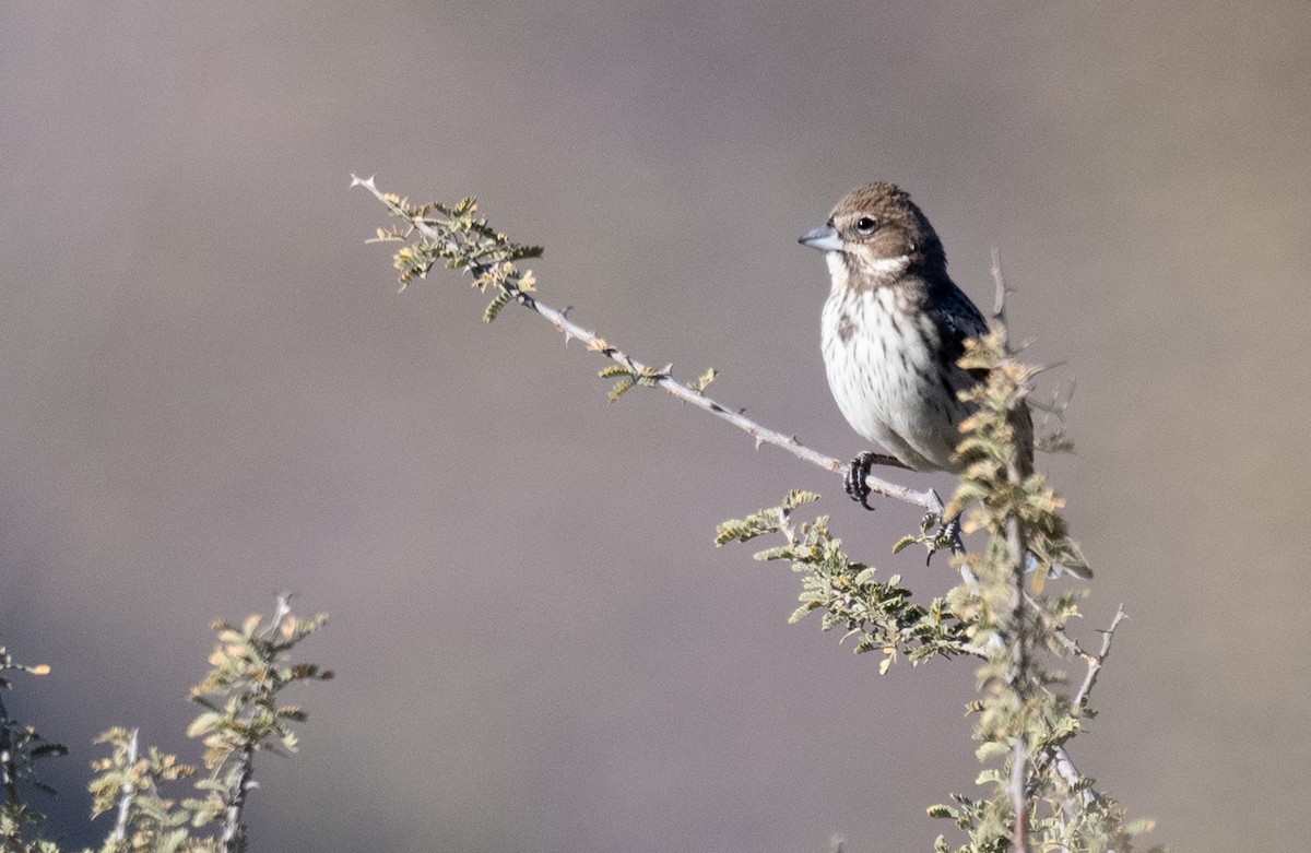 Lark Bunting - ML626815869