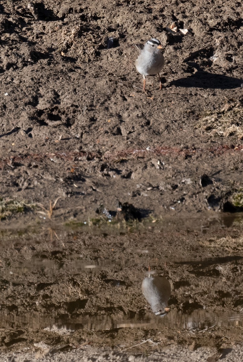 White-crowned Sparrow - ML626815891