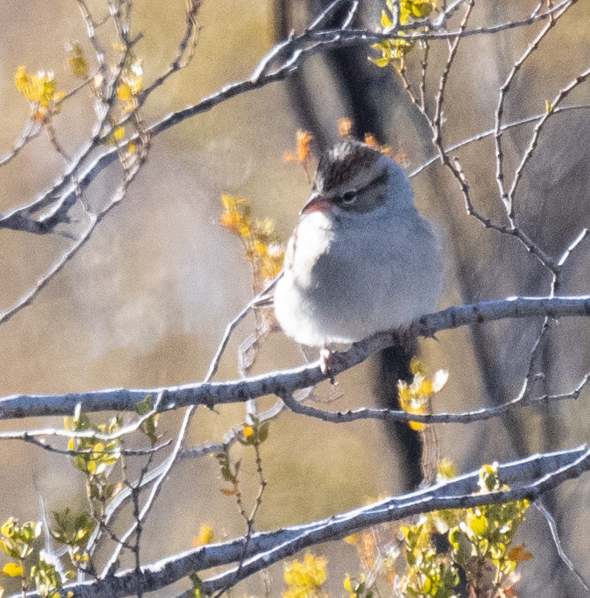 White-crowned Sparrow - ML626815892