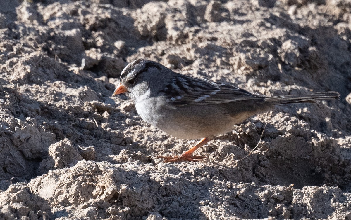 White-crowned Sparrow - ML626815893