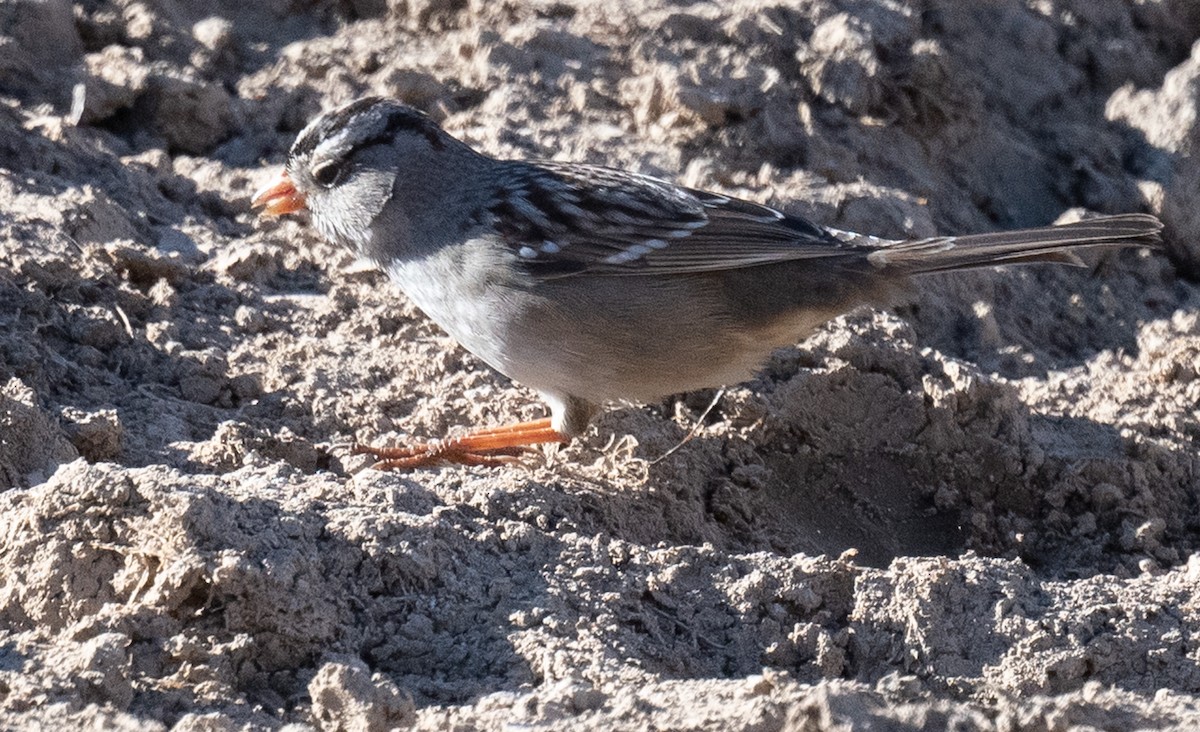 White-crowned Sparrow - ML626815894