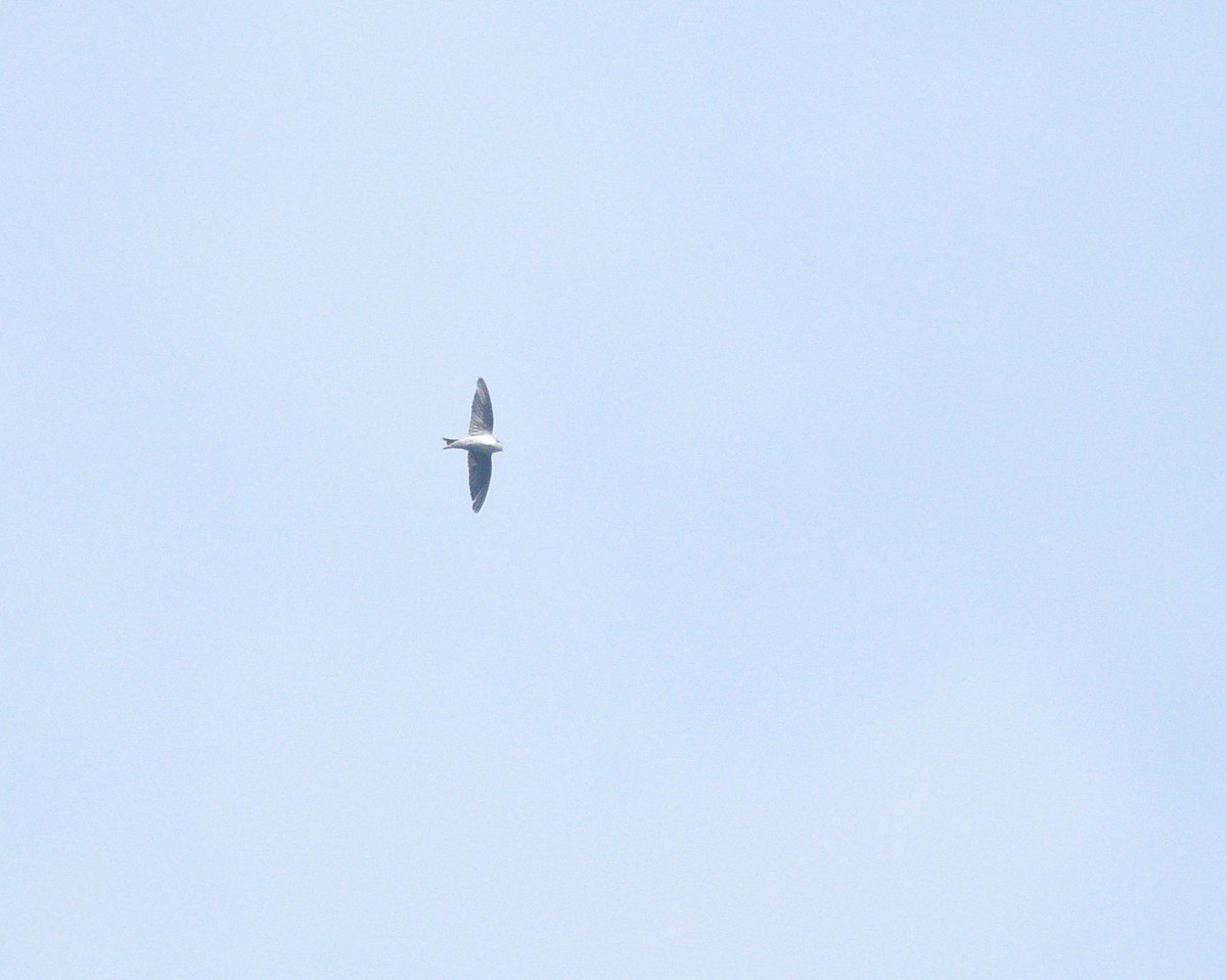 Western House-Martin - ML626815940