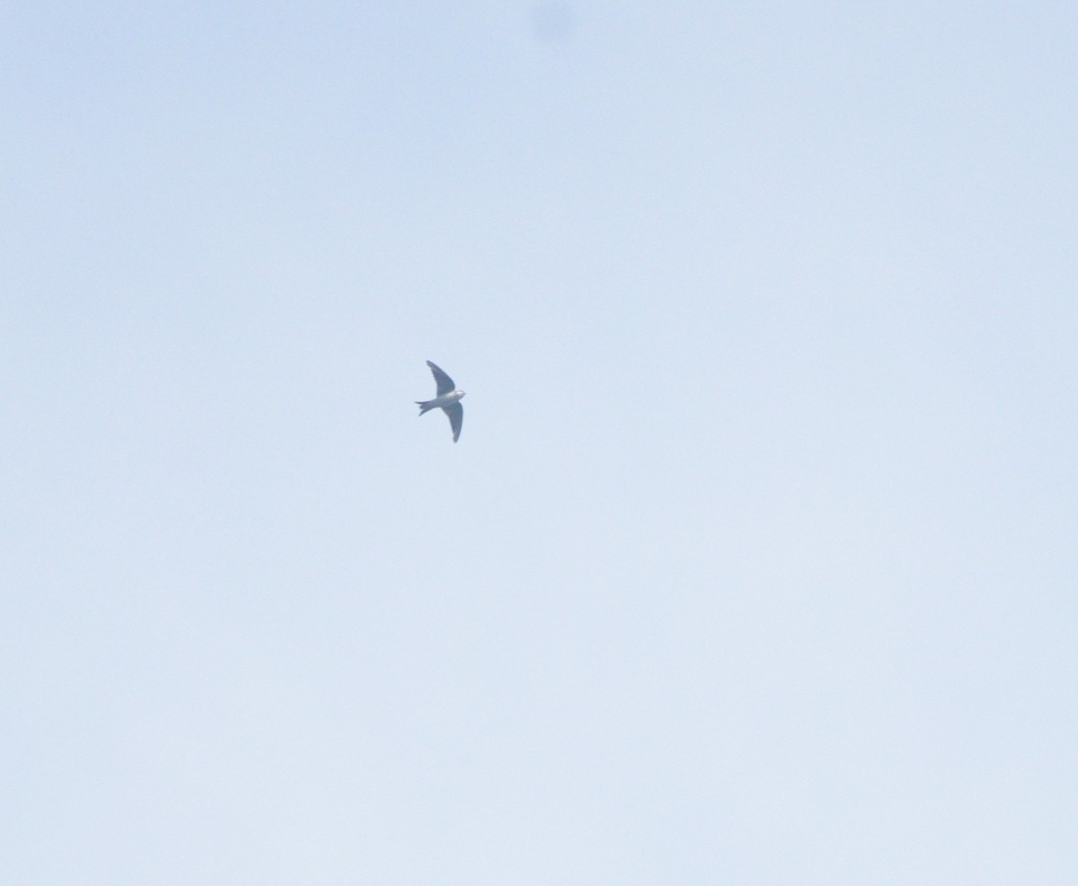 Bank Swallow - ML626815944