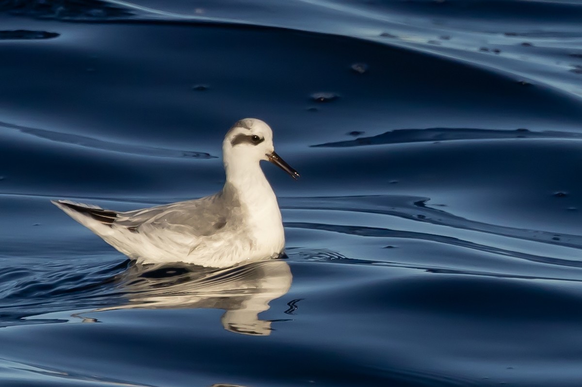 Red Phalarope - ML626815967