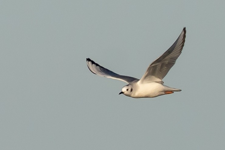 Mouette de Bonaparte - ML626815993