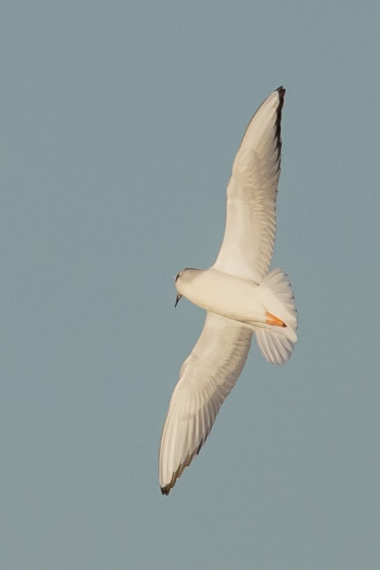 Mouette de Bonaparte - ML626815994
