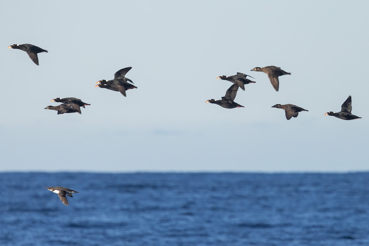 Surf Scoter - ML626816145