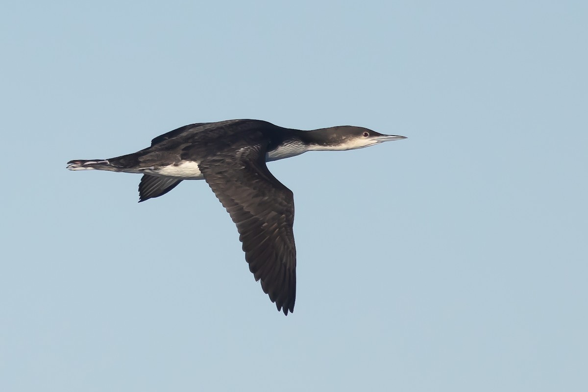 Pacific Loon - ML626816173